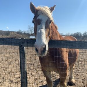 Meet your Posher, Ella